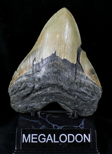 Large Megalodon Tooth - North Carolina #21647